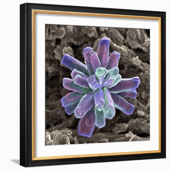 Calcium Phosphate Crystal, SEM-Steve Gschmeissner-Framed Premium Photographic Print