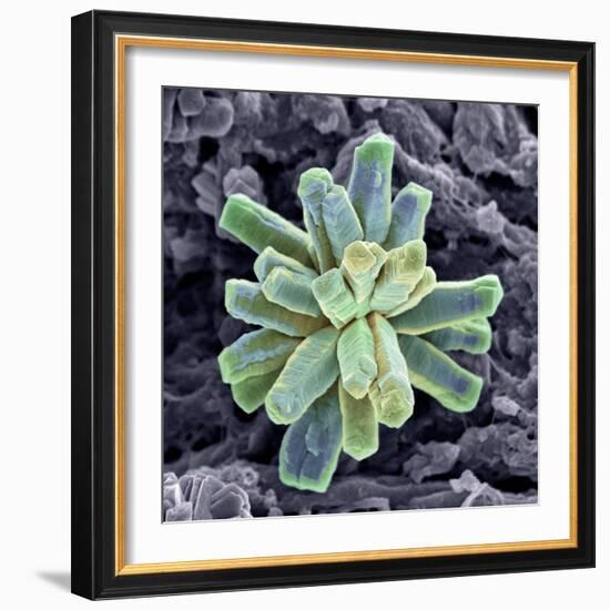 Calcium Phosphate Crystal, SEM-Steve Gschmeissner-Framed Premium Photographic Print