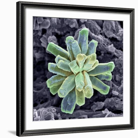 Calcium Phosphate Crystal, SEM-Steve Gschmeissner-Framed Photographic Print