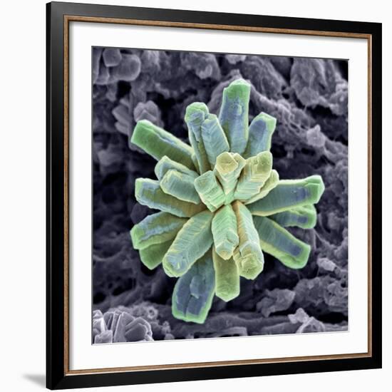 Calcium Phosphate Crystal, SEM-Steve Gschmeissner-Framed Photographic Print