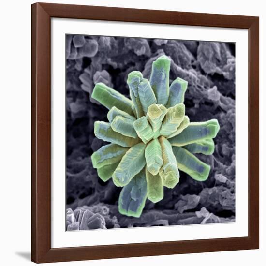 Calcium Phosphate Crystal, SEM-Steve Gschmeissner-Framed Photographic Print