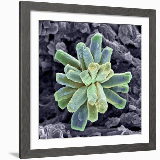 Calcium Phosphate Crystal, SEM-Steve Gschmeissner-Framed Photographic Print
