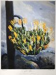 Thornton: Aloe-Caldwall-Mounted Giclee Print