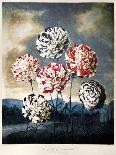 Thornton: Carnations-Caldwall-Giclee Print