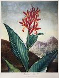Thornton: Aloe-Caldwall-Framed Giclee Print