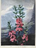 Thornton: Carnations-Caldwall-Giclee Print