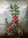 Sheep Laurel-Caldwell-Giclee Print