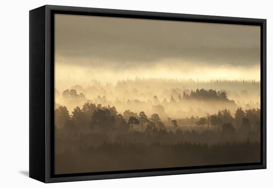 Caledonian Pine Forest in Mist at Sunrise, Rothiemurchus Forest, Cairngorms Np, Scotland, UK-Mark Hamblin-Framed Premier Image Canvas