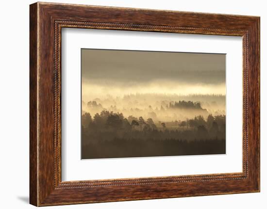 Caledonian Pine Forest in Mist at Sunrise, Rothiemurchus Forest, Cairngorms Np, Scotland, UK-Mark Hamblin-Framed Photographic Print