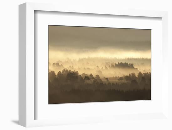 Caledonian Pine Forest in Mist at Sunrise, Rothiemurchus Forest, Cairngorms Np, Scotland, UK-Mark Hamblin-Framed Photographic Print