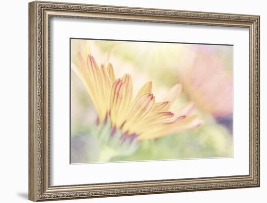 Calendula Close Up-Don Paulson-Framed Giclee Print