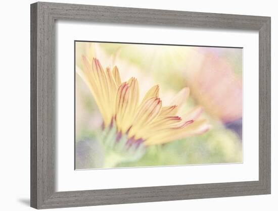 Calendula Close Up-Don Paulson-Framed Giclee Print