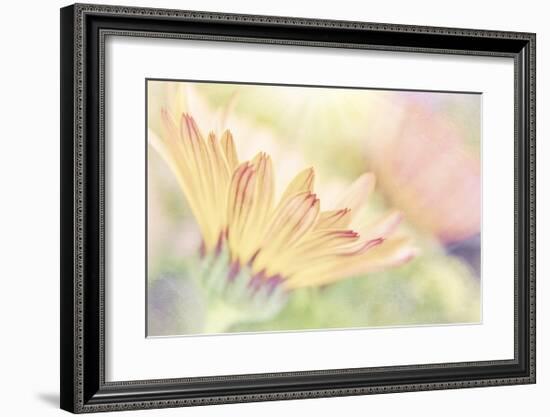 Calendula Close Up-Don Paulson-Framed Giclee Print