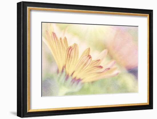 Calendula Close Up-Don Paulson-Framed Giclee Print