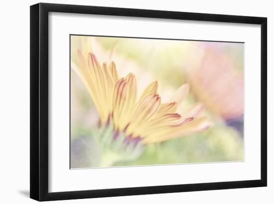 Calendula Close Up-Don Paulson-Framed Giclee Print