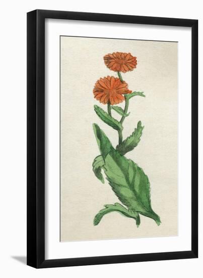 Calendula Officinalis-null-Framed Art Print