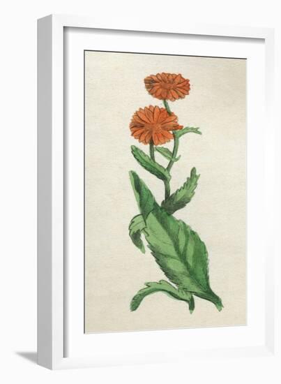 Calendula Officinalis-null-Framed Art Print