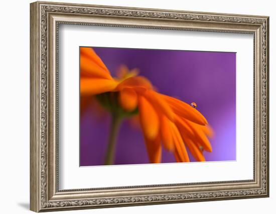 Calendula`s drop-Heidi Westum-Framed Photographic Print