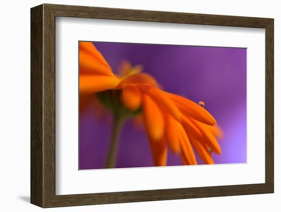 Calendula`s drop-Heidi Westum-Framed Photographic Print