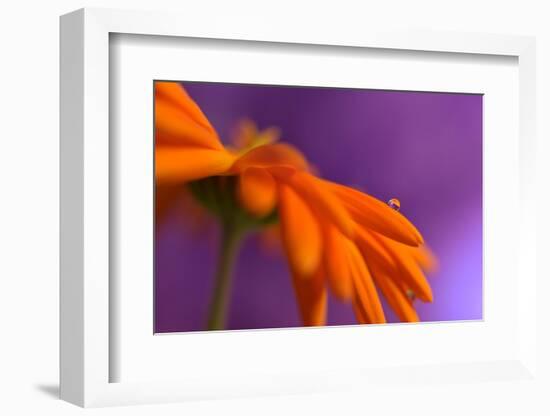 Calendula`s drop-Heidi Westum-Framed Photographic Print