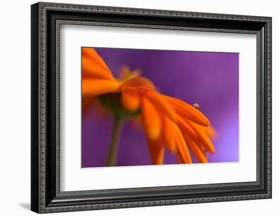 Calendula`s drop-Heidi Westum-Framed Photographic Print