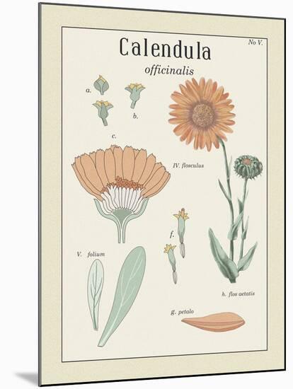 Calendula-Maria Mendez-Mounted Giclee Print
