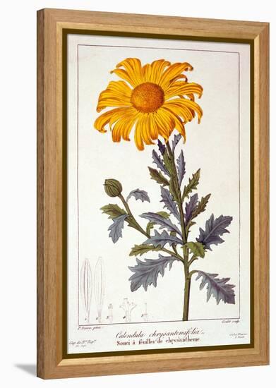 Calenudla Officinalis, or Pot Marigold, 1836-Pancrace Bessa-Framed Premier Image Canvas