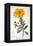 Calenudla Officinalis, or Pot Marigold, 1836-Pancrace Bessa-Framed Premier Image Canvas