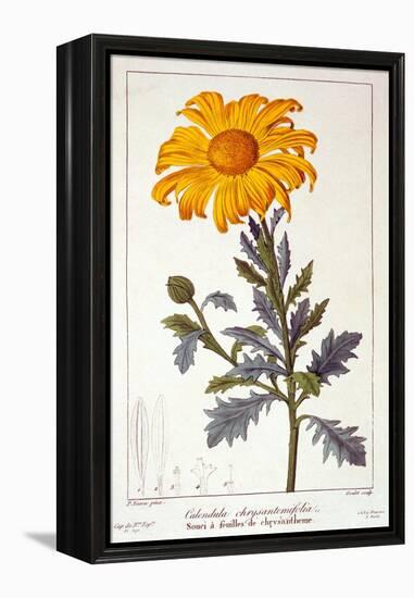 Calenudla Officinalis, or Pot Marigold, 1836-Pancrace Bessa-Framed Premier Image Canvas