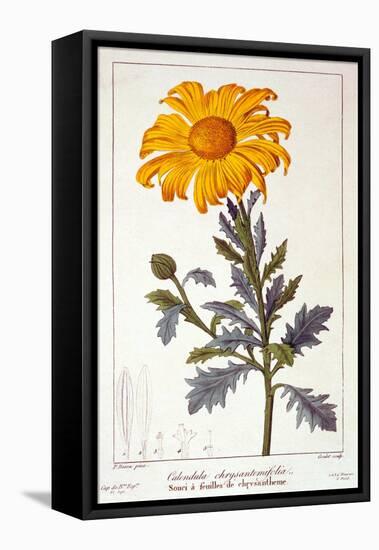 Calenudla Officinalis, or Pot Marigold, 1836-Pancrace Bessa-Framed Premier Image Canvas