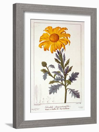 Calenudla Officinalis, or Pot Marigold, 1836-Pancrace Bessa-Framed Giclee Print