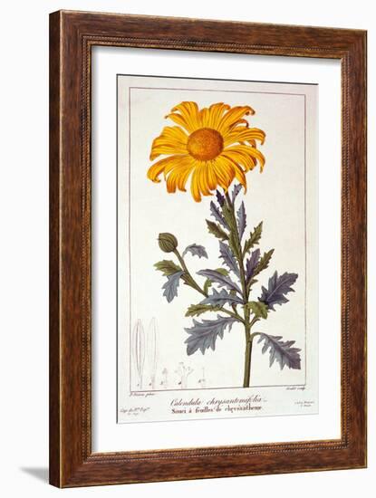 Calenudla Officinalis, or Pot Marigold, 1836-Pancrace Bessa-Framed Giclee Print