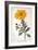 Calenudla Officinalis, or Pot Marigold, 1836-Pancrace Bessa-Framed Giclee Print