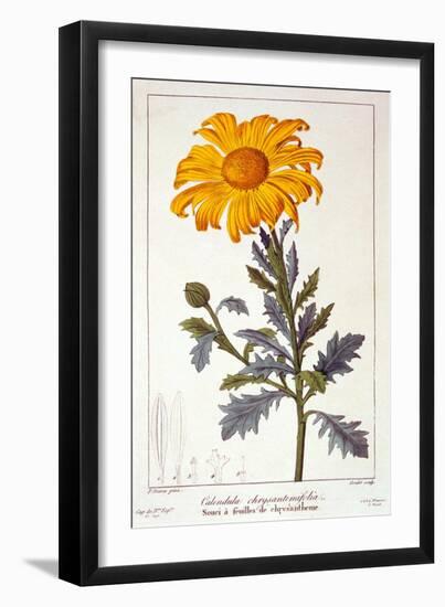 Calenudla Officinalis, or Pot Marigold, 1836-Pancrace Bessa-Framed Giclee Print