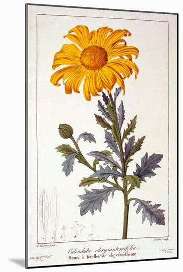 Calenudla Officinalis, or Pot Marigold, 1836-Pancrace Bessa-Mounted Giclee Print