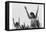 Calesthenics-Ansel Adams-Framed Stretched Canvas