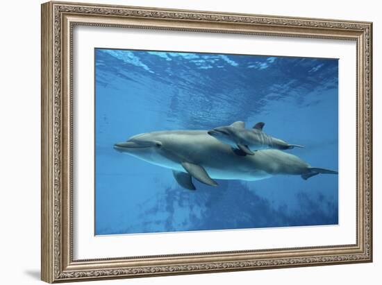 Calf Dolphin-Augusto Leandro Stanzani-Framed Photographic Print