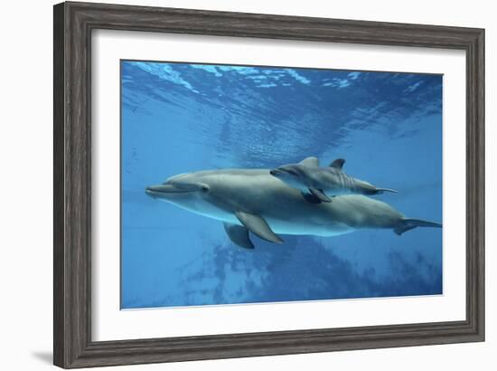 Calf Dolphin-Augusto Leandro Stanzani-Framed Photographic Print