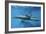 Calf Dolphin-Augusto Leandro Stanzani-Framed Photographic Print