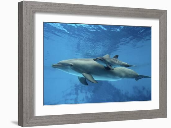 Calf Dolphin-Augusto Leandro Stanzani-Framed Photographic Print