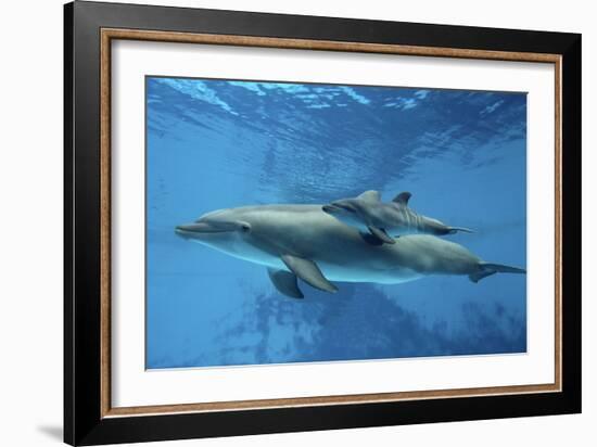 Calf Dolphin-Augusto Leandro Stanzani-Framed Photographic Print