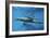 Calf Dolphin-Augusto Leandro Stanzani-Framed Photographic Print