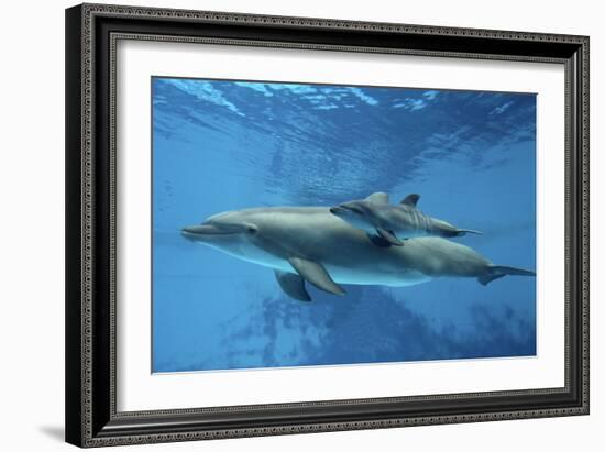 Calf Dolphin-Augusto Leandro Stanzani-Framed Photographic Print