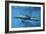 Calf Dolphin-Augusto Leandro Stanzani-Framed Photographic Print