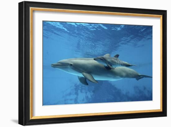 Calf Dolphin-Augusto Leandro Stanzani-Framed Photographic Print