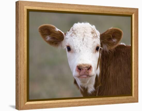 Calf Portrait-null-Framed Premier Image Canvas