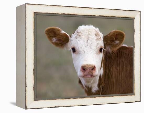 Calf Portrait-null-Framed Premier Image Canvas