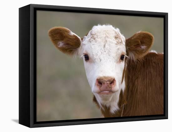 Calf Portrait-null-Framed Premier Image Canvas