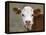 Calf Portrait-null-Framed Premier Image Canvas