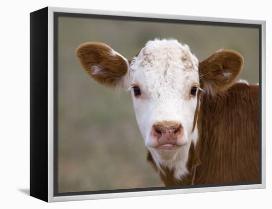 Calf Portrait-null-Framed Premier Image Canvas